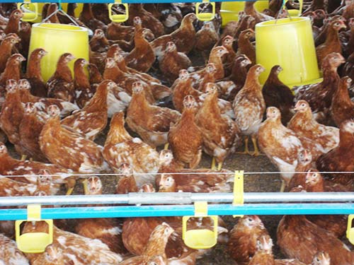 Kỹ thuật nuôi gà đẻ - Chăn nuôi Việt Nam