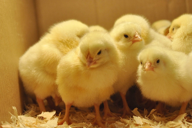 Hướng dẫn chăm sóc gà con mới nở đến 28 ngày tuổi