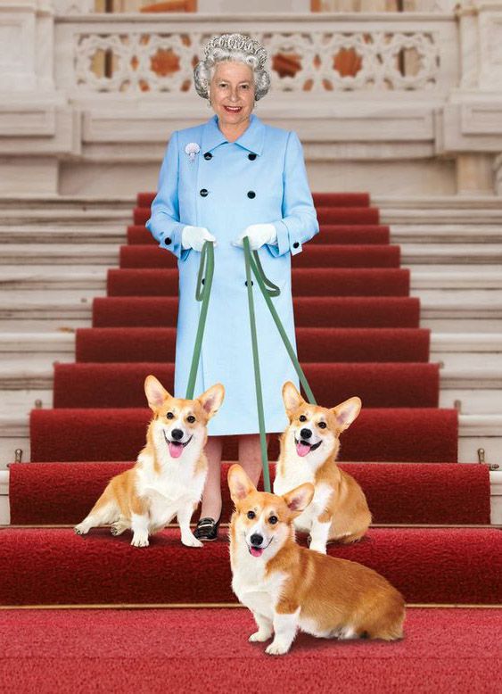 Chó Corgi được nữ hoàng Anh nuôi dưỡng.