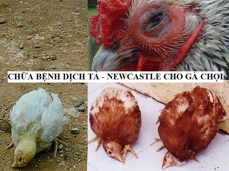 Cách Chữa Bệnh Tả Hiệu Quả - Newcastle để chọi gà - Thế Giới Chọi Gà