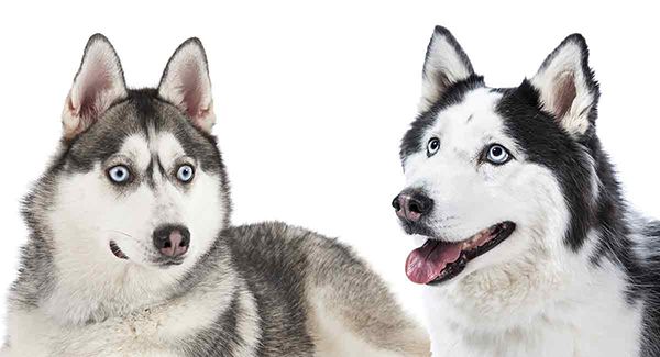 Nhận biết chó Alaska và Husky như thế nào?