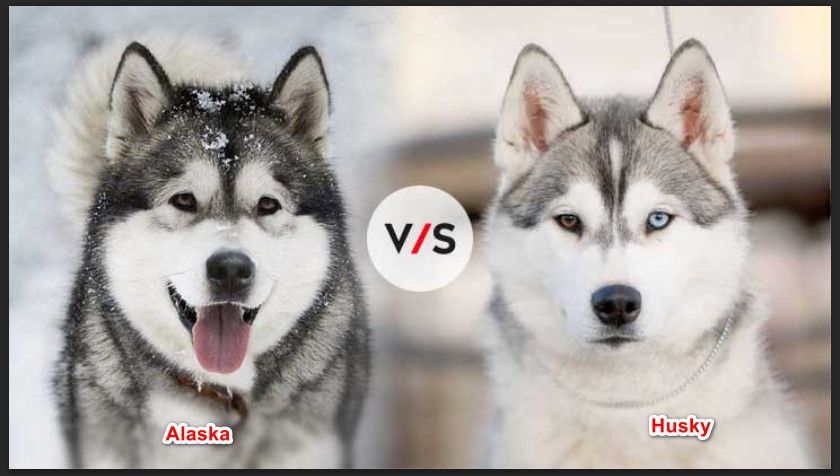 Nhận biết Alaska và Husky qua hình dáng đầu.