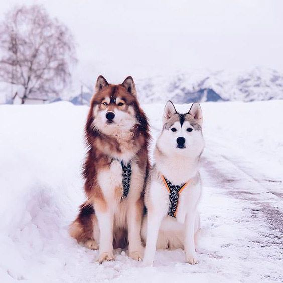 Bức ảnh phân biệt Husky và chó Alaska.
