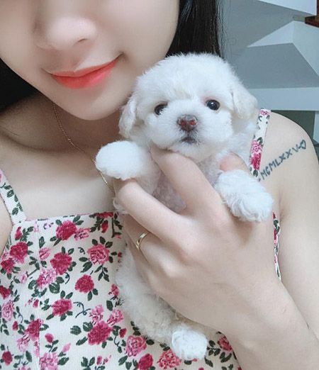 Poodle trắng size tiny