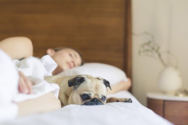 Tại sao chó thích ngủ với người và có nên cho chúng ngủ với chủ hay không?