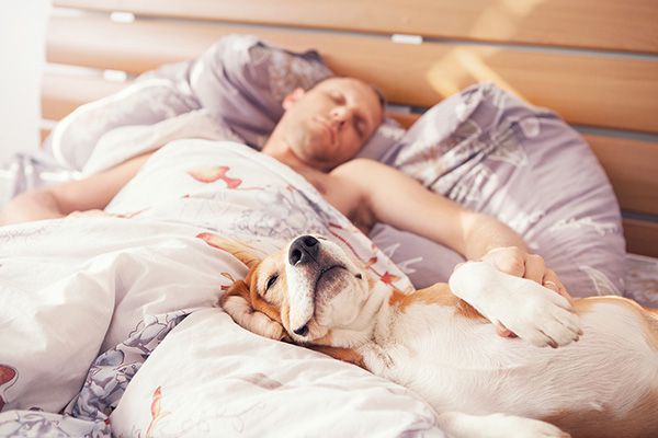 Lý giải nguyên nhân tại sao chó thích ngủ với người nuôi.