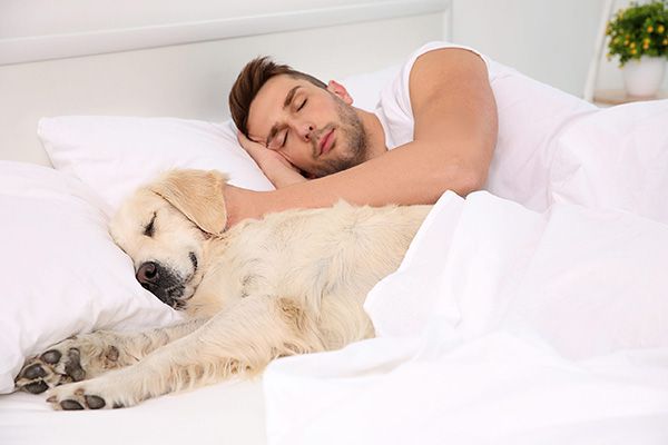 Chó thích ngủ với người thì có nên cho ngủ không?
