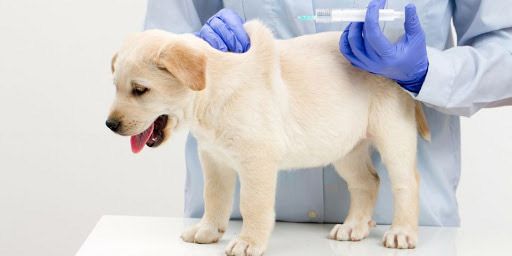 Hạn chế rủi ro bệnh tật khi nuôi chó thương phẩm thì cần tiêm phòng vắc xin đầy đủ.