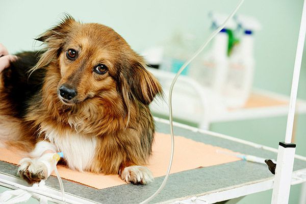 Tiếp nước cho chó để bổ xung chất điện giải. Khi bị xuất huyết đường ruột thường mất nước do đi ngoài ra máu.