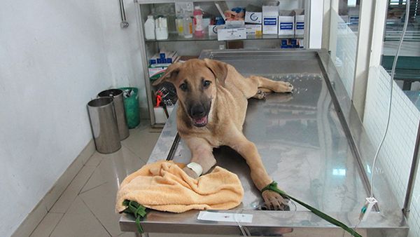 Truyền nước cho chó khi chó bị mất nước khi đi ngoài nhiều.