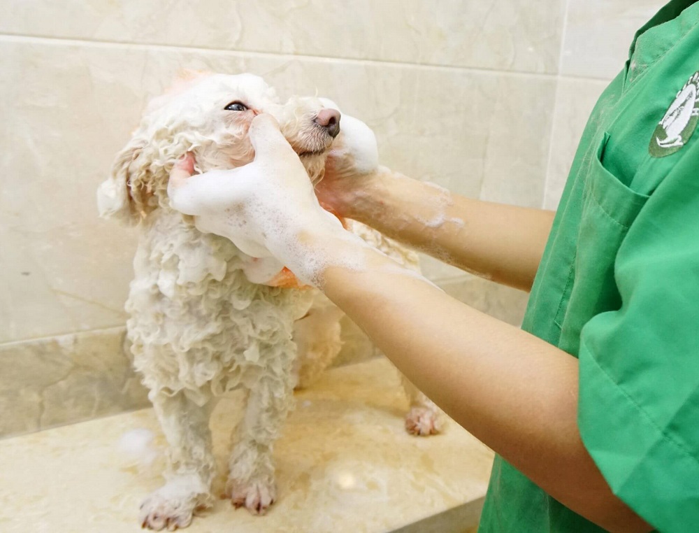 Tắm loại sữa tắm chuyên trị ve chó là phương pháp được áp dụng phổ biến