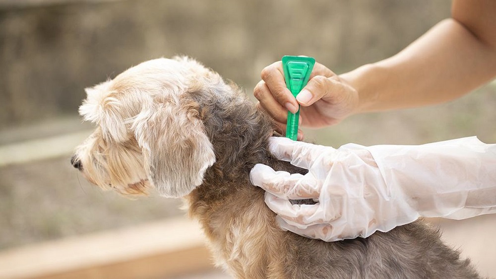 Thuốc trị ve chó mang đến hiệu quả nổi bật gấp 5 - 10 lần sữa tắm thông thường